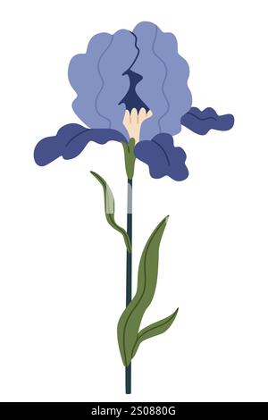 Beautiful iris flower on a white background. Stock Vector
