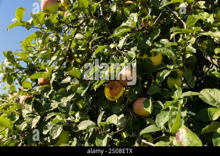 apples that have rotted on the branches, sick apples on the branches, hanging on the branches of an apple tree ripe spoiled apples are red in color Stock Photo