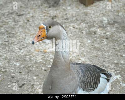 Grey and white goose stands on a wooden shavings on a farm against the background of the countryside Stock Photo