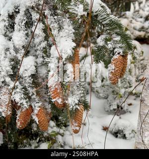 Evergreen branches with pinecones in snow close-up view. Tranquil winter forest, natural beauty Stock Photo
