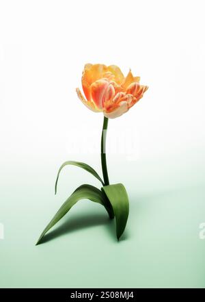 Single tulip on duo colored background Stock Photo