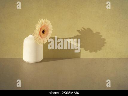 Gerbera in vase with shadows on the wall Stock Photo