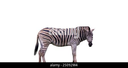 Zebra isolated on white, Plains zebra or Equus quagga Burchell looking at camera. National Park, South Africa. Stock Photo