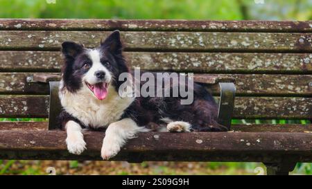 Dale-chan the border collie enjoying a peaceful moment on a nature trail encircling the Onshi-Hakone Park in Hakone, Japan. Surrounded by lush greener Stock Photo
