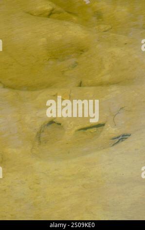 Dinosaur Valley State Park, near Glen Rose, Texas, was created in 1972 to protect dinosaur tracks along the Paluxy River. Stock Photo