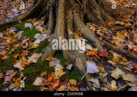 Tree root flare and autumn leaves in Plum Brook Preserve, Sterling Heights, Michigan, USA Stock Photo