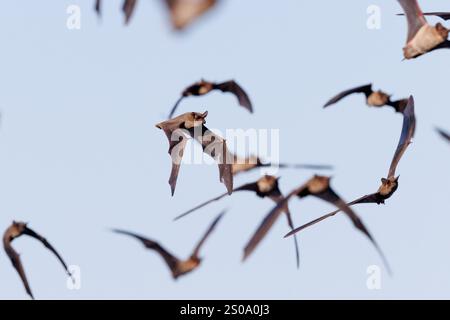 Mexican Free-tailed Bats, Armandaris Ranch, Sierra county, New Mexico