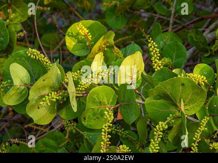 Seagrape, Coccoloba uvifera, with large clusters of unripe berries. When ripe, berries are edible out of hand, in jellies or wine. Native to Florida. Stock Photo