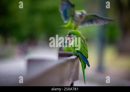 monk parakeet (myiopsitta monachus) in the wild in a park in Buenos Aires,Argentina Stock Photo