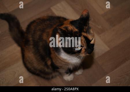 Sitting on a linoleum floor, a calico cat showcases its captivating white, black, and orange fur. The feline's face displays a hint of displeasure. Th Stock Photo
