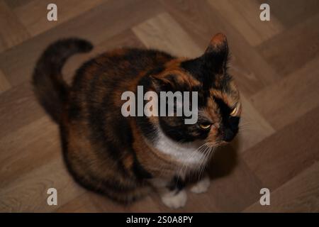 Sitting on a linoleum floor, a calico cat showcases its captivating white, black, and orange fur. The feline's face displays a hint of displeasure. Th Stock Photo