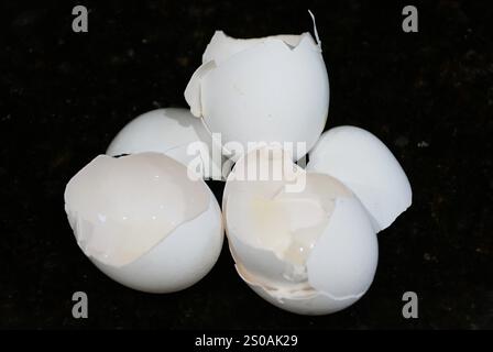 Closeup of the white eggshells on a black isolated background Stock Photo