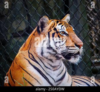 A tiger is laying down in a zoo enclosure. The tiger is looking at the camera. The enclosure is fenced in Stock Photo