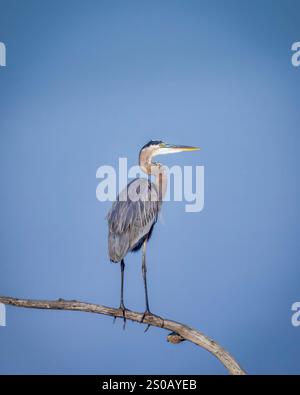 A large bird is perched on a branch in front of a blue sky. The bird is standing on a thin branch, which is barely visible in the image. The bird appe Stock Photo