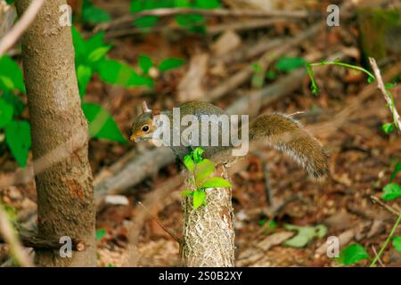Squirrel on tree trunk Stock Photo