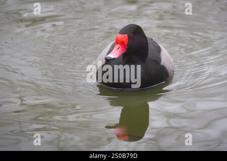 Rosy-billed pochard, Netta peposaca,  on the water swimming towards the camera Stock Photo