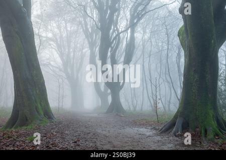 Foggy winter day in Stanmer Park, South Downs near Brighton, East Sussex, England. Stock Photo