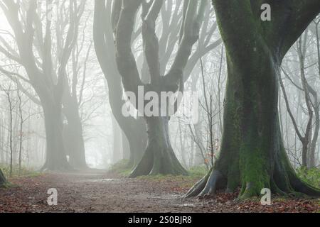 Foggy winter morning in Stanmer Park near Brighton, East Sussex, England. Stock Photo
