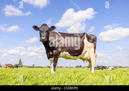 Pretty cow full length side view in a field black and white, standing milk cattle, a blue sky and horizon over land in the Netherland Stock Photo