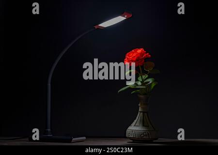 Table electric lamp shines on one red rose in ceramic vase on black background. Close up Stock Photo