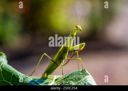Green praying mantis or european mantis sits on plant, close up. Female mantis religiosa in nature Stock Photo