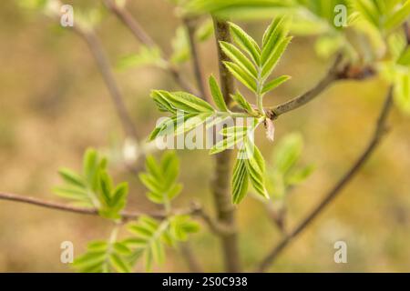 Close up of a budding rowan (sorbus aucuparia) branch in spring. Stock Photo
