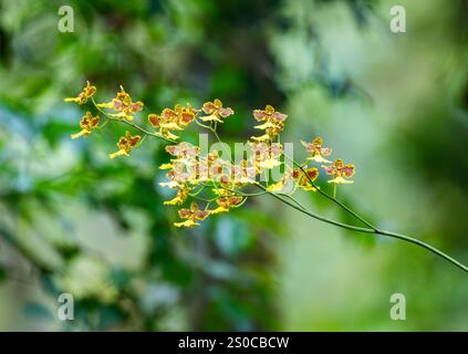 Colorful flowers of Oncidium orchid (Gomesa gardneri) in full bloom. State of Santa Catarina, Brazil. Stock Photo