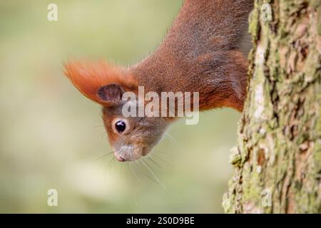Squirrel hanging upside down on a tree trunk Stock Photo