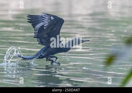 A Cormorant ready to take off Stock Photo