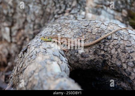 Balcan green lizard or lacerta trilineata sitting on the tree trunk, blurry brown background. Stock Photo