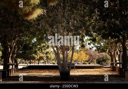 Peaceful Park Setting in the Fall with Sun Rays Coming Through the Trees Shining on Golden Leaves Stock Photo