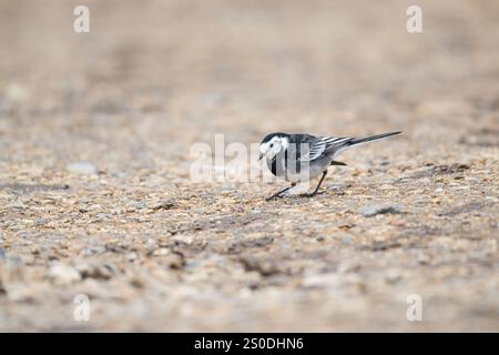 Pied wagtail (Motacilla alba) foraging on the ground. Stock Photo