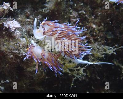 Two bright purple nudibranchs, travelling thread snail (Cratena peregrina), on algae, dive site Cap de Creus Marine Reserve, Rosas, Costa Brava, Spain Stock Photo