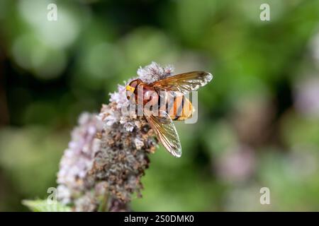 Hornet Hoverfly; Volucella zonaria; Summer; Uk Stock Photo