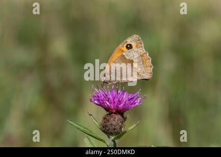 Meadow Brown Butterfly; Maniola jurtina; on Knapweed Flower; UK Stock Photo