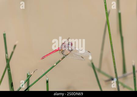 Red Veined Darter; Sympetrum fonscolombii; Male; UK Stock Photo