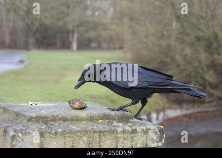 A crow (Corvus corone) stands with a mussel on a stone bridge pillar and looks at the ground, Hesse, Germany, Europe Stock Photo