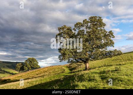 Sycamore Tree; Acer pseudoplatanus; Nidderdale; Yorkshire; UK Stock Photo