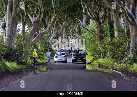 Tourist group, crowd, walker, car traffic, famous beech avenue, The Dark Hedges, tunnel avenue, Ballymoney, County Antrim, Northern Ireland, Great Bri Stock Photo