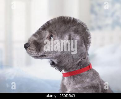 Portrait of a cute two month old Bedlington Terrier puppy dog indoors Stock Photo