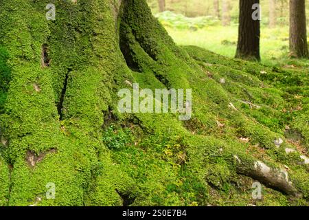 A tree root and trunk covered in green moss. The moss is growing on the tree trunk and branches. The image has a peaceful and calming mood. Stock Photo