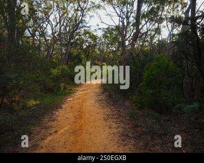 A sunlit dirt path winds through a lush green forest, dappled with light and shadow. The trail invites exploration into the serene woodland setting. Stock Photo