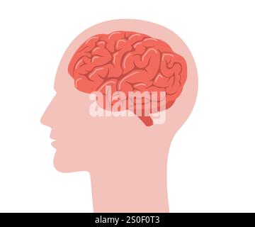 A diagram of the human brain side view, anatomy. Vector illustration in ...