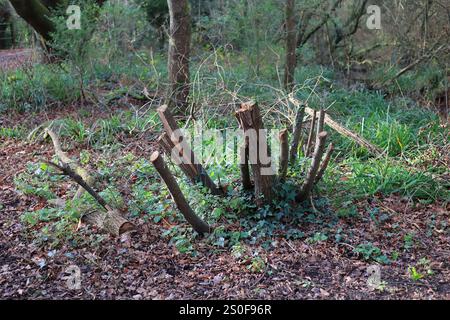 Woodland management: Several narrow stumps of a tree in a wooded clearing, with green foliage. Stock Photo