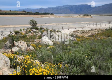 Fynbos on the banks of the Theewaterskloof dam during a drought period in the Overberg, Western Cape in South Africa. Stock Photo