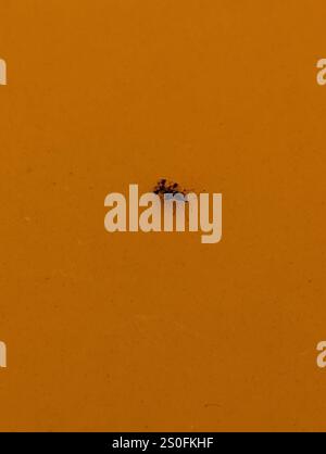 Pear Lace Bug (Stephanitis pyri Stock Photo - Alamy