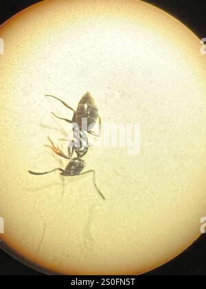 Odorous House Ant (Tapinoma sessile) Stock Photo