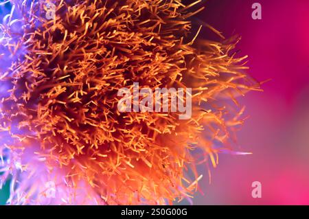 Abstract image of brush bristles looking like ocean vegetation Stock Photo