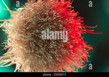 Straight on close up of brush bristles in an abstract with hints of red and green Stock Photo