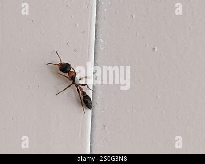 Graceful Twig Ant (Pseudomyrmex gracilis) Stock Photo